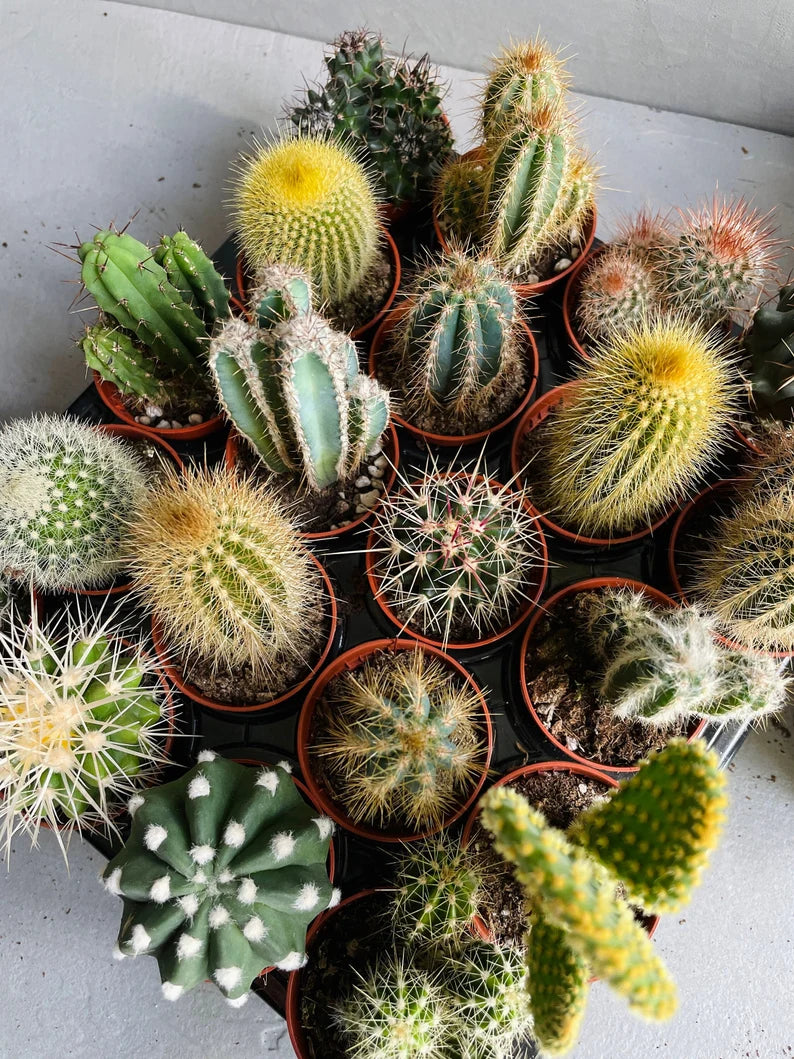 Liquid Seaweed Indoor Plant Fertiliser 1L – Organic Weekly Feed for All Houseplants