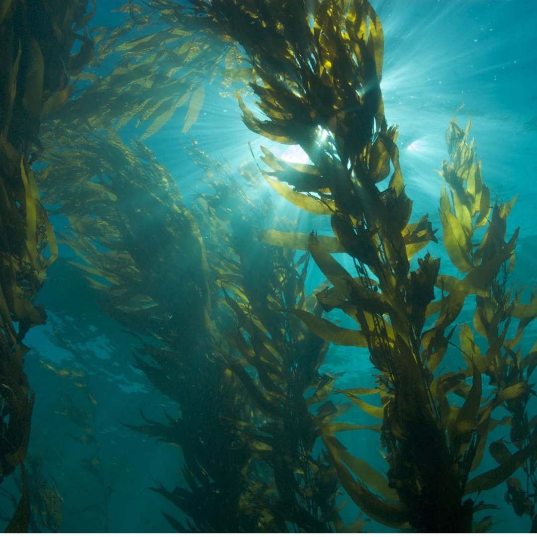 Organic Seaweed Feed 10L – Mineral-Rich Formula