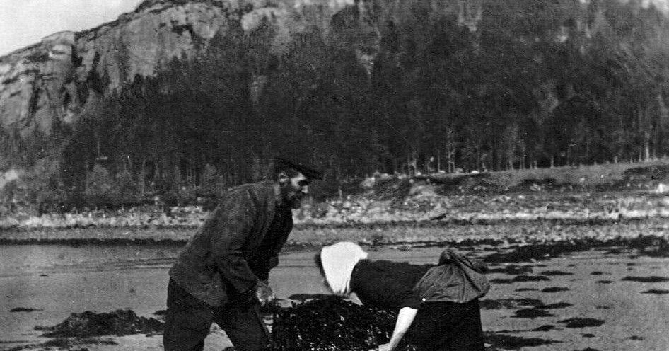 Seaweed and the Croft: A Highland Tradition of Natural Soil Fertility