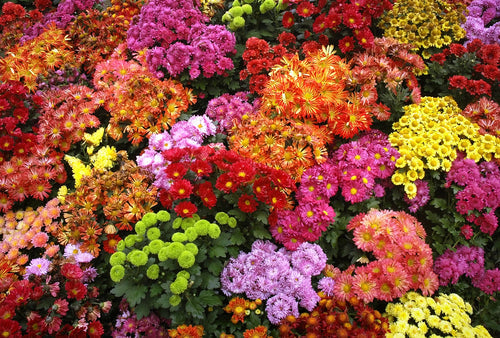 Nurturing Nature: Sunshine Renewables UK's Chemical-Free Organic Fertilisers