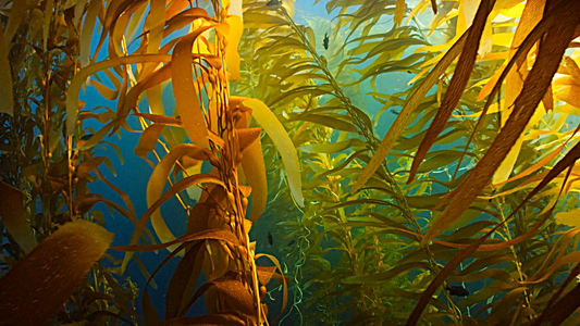 🌊 What Is Liquid Seaweed Fertiliser?