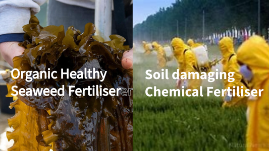Organic Seaweed Fertiliser vs Chemical Fertiliser: Which Is Better for Your Garden?