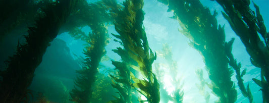 10 Benefits of Seaweed Fertiliser for Healthier Plants | Organic UK