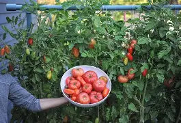 10L Ultra-Concentrated Liquid Seaweed Fertiliser – Super Strength 1:400 General Purpose Feed