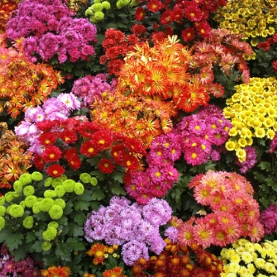 1kg Seaweed Hanging Basket Pellets – Concentrated Feed for Strong Flower & Root Growth