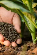 25L Seaweed Fertiliser Pellets – Organic Slow-Release Soil & Plant Enricher