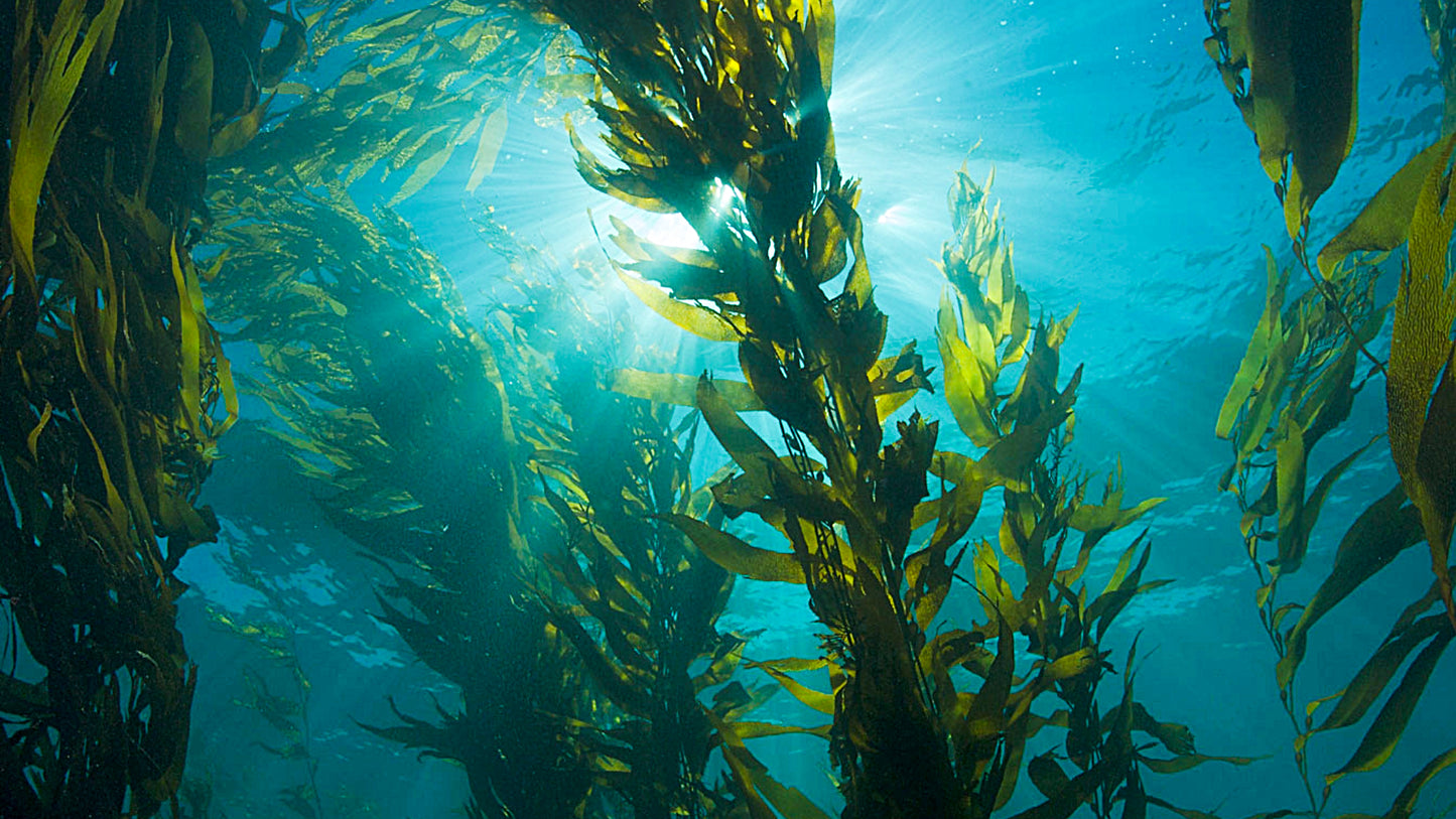 Premium Liquid Seaweed Fertiliser – 2 × 30L Organic 1:200 Concentrate (Bulk Pack)