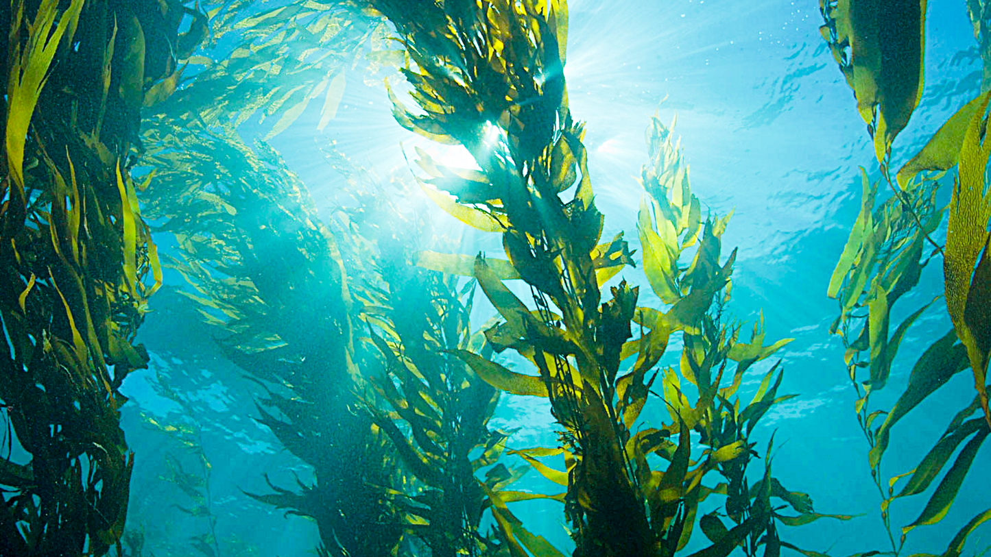 Organic Seaweed Fertiliser 30L – Boost Growth & Soil Health | Sunshine Renewables