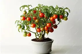 500ml Liquid Seaweed Tomato Fertiliser – Nutrient-Rich Tomato Feed (1:300 Dilution)